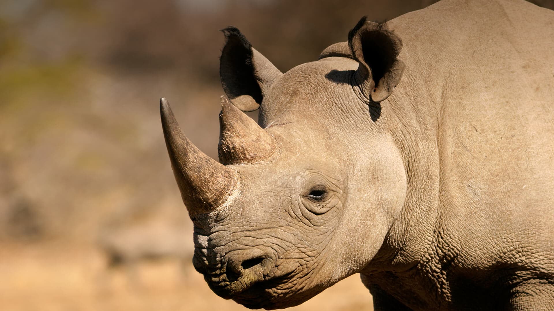 Savanna Fibre KIFARU tier — rhino