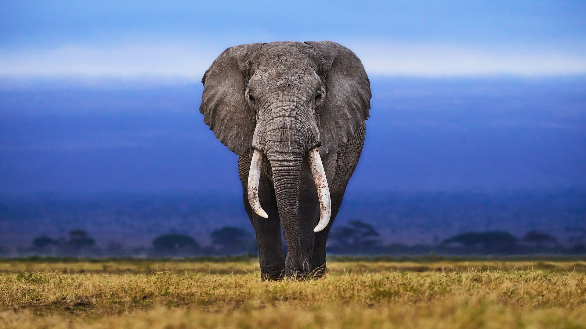 Savanna Fibre NDOVU tier — elephant