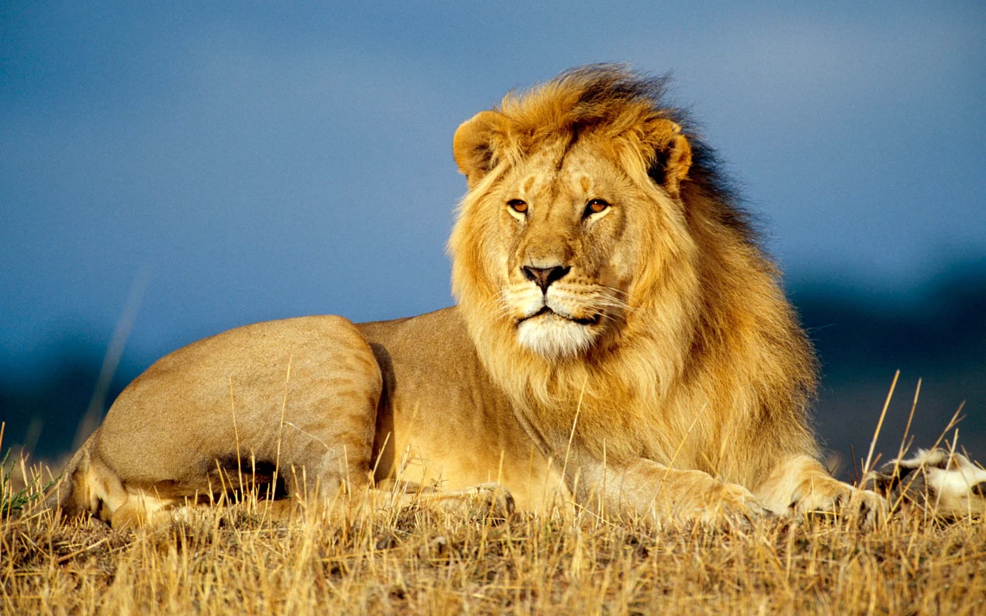 Savanna Fibre SIMBA tier — lion